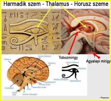 Az emberi agy felépítése - Hórusz szeme