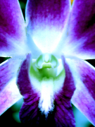 Hathorok üzenete Hathorok üzenete