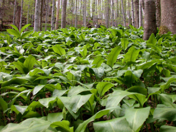 Medvehagyma Medvehagyma