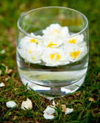 VIRÁGESSZENCIA KÉSZÍTÉSE VIRÁGESSZENCIA KÉSZÍTÉSE